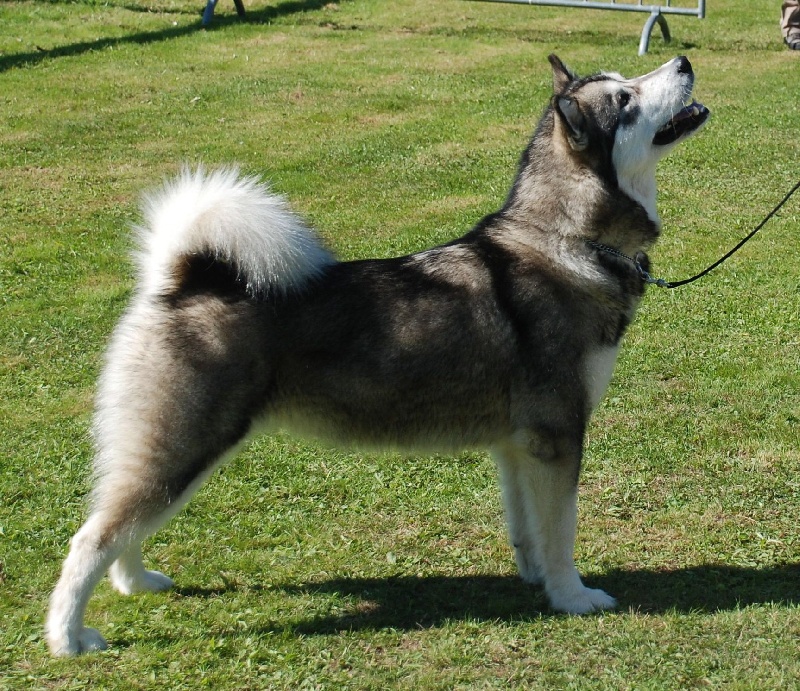 snowlion' Lauren du loup indien de l'artique