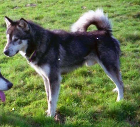 Boggie du loup indien de l'artique