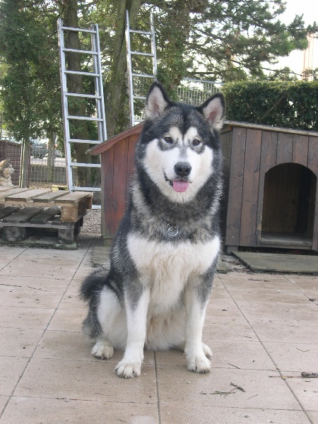 snowlion' Lauren du loup indien de l'artique