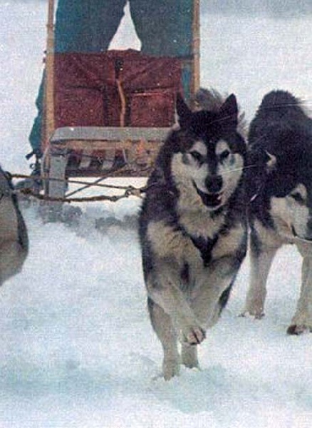 Canatok du loup indien de l'artique