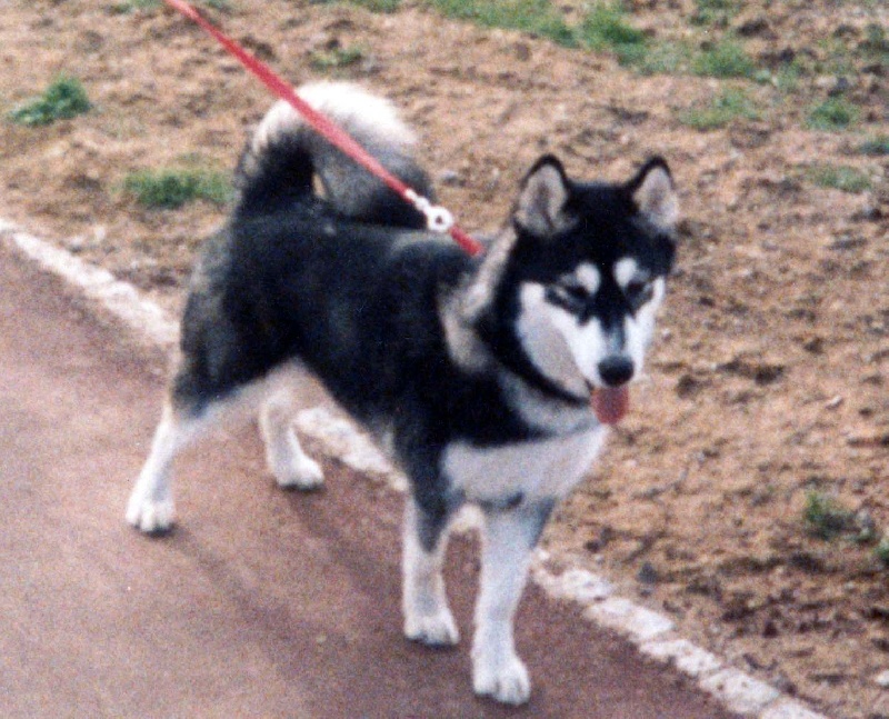 Baltic du loup indien de l'artique