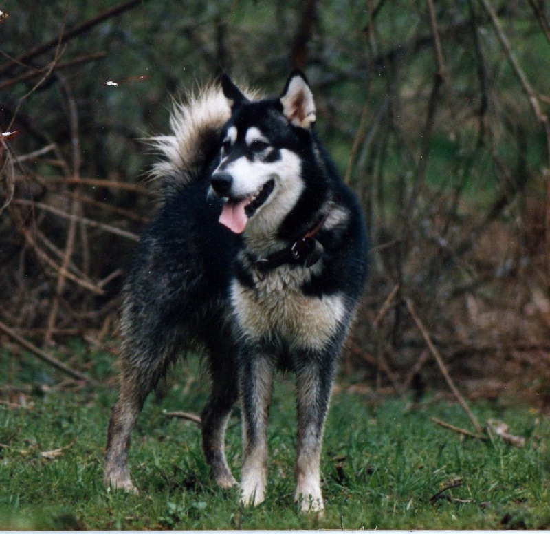 Coonak du loup indien de l'artique