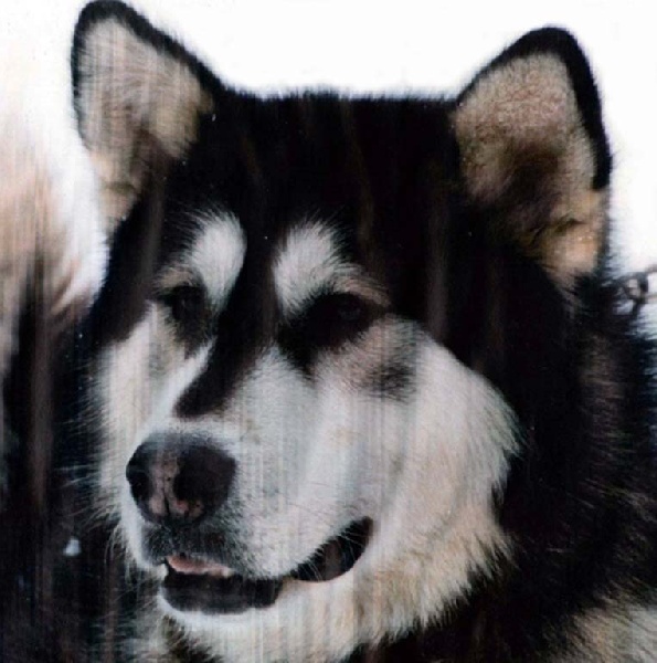 Furyo du loup indien de l'artique